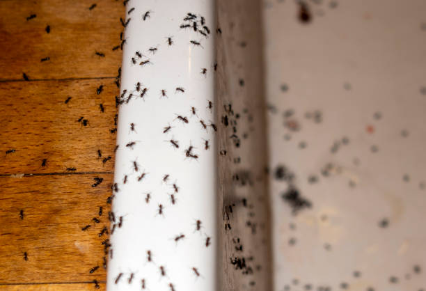 Professional Pest Control in Wyoming, PA